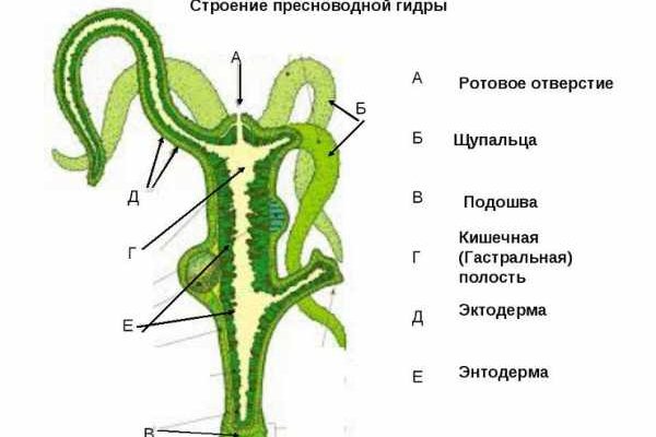 Kraken tor onion