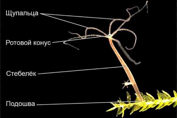 Вход в кракен чтобы купить меф